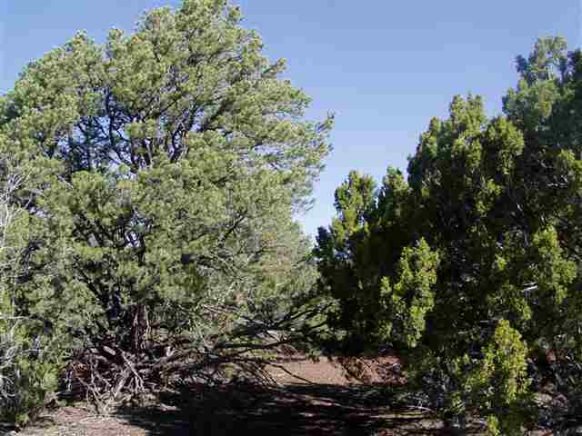 Lot 87 North Ricks Road Concho, AZ 85924 - Photo 8 of 10