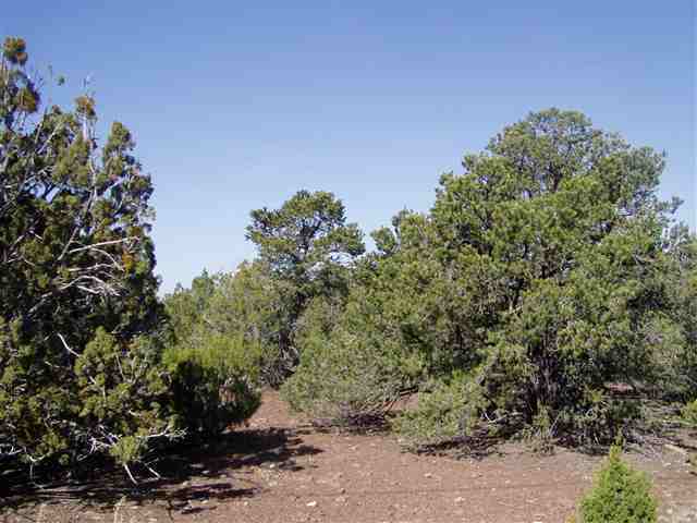 Lot 87 North Ricks Road Concho, AZ 85924 - Photo 9 of 10