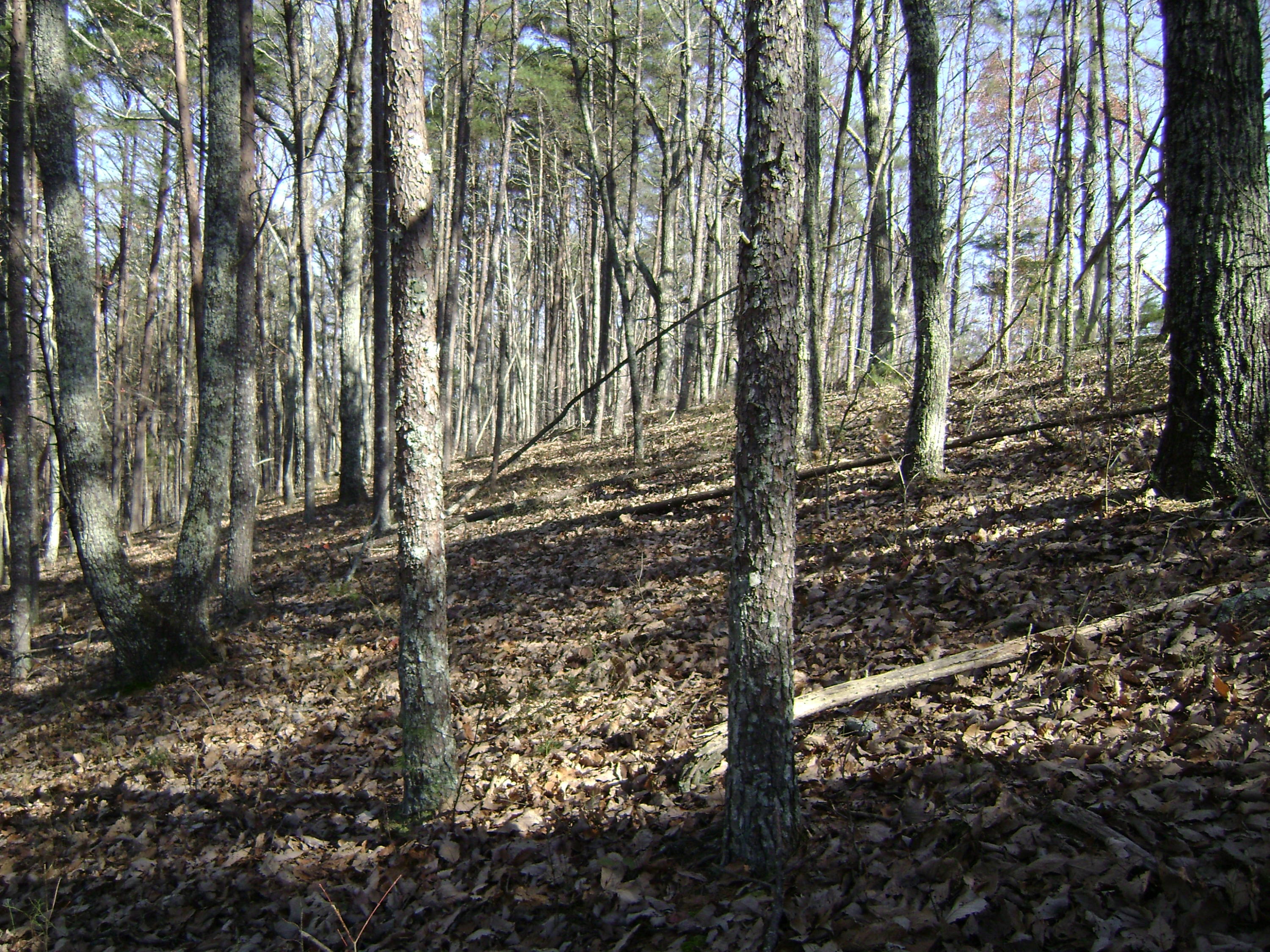 Back Valley Road Dayton, TN 37321 - Photo 1 of 4 Wyatt_#1_hardwoods