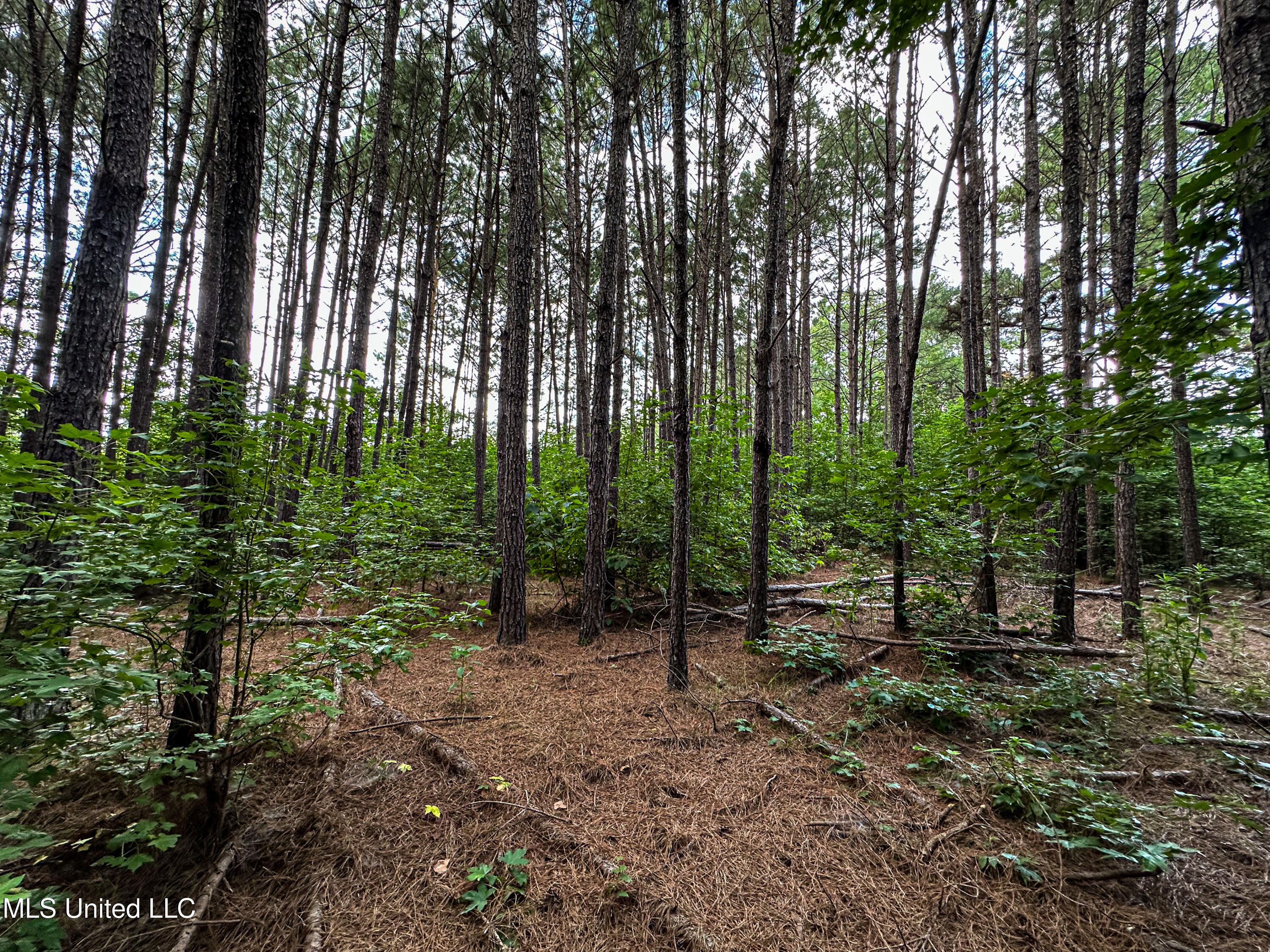 1 Hwy 46 West Point Cedarbluff, MS 39741 - Photo 15 of 35 IMG_5621