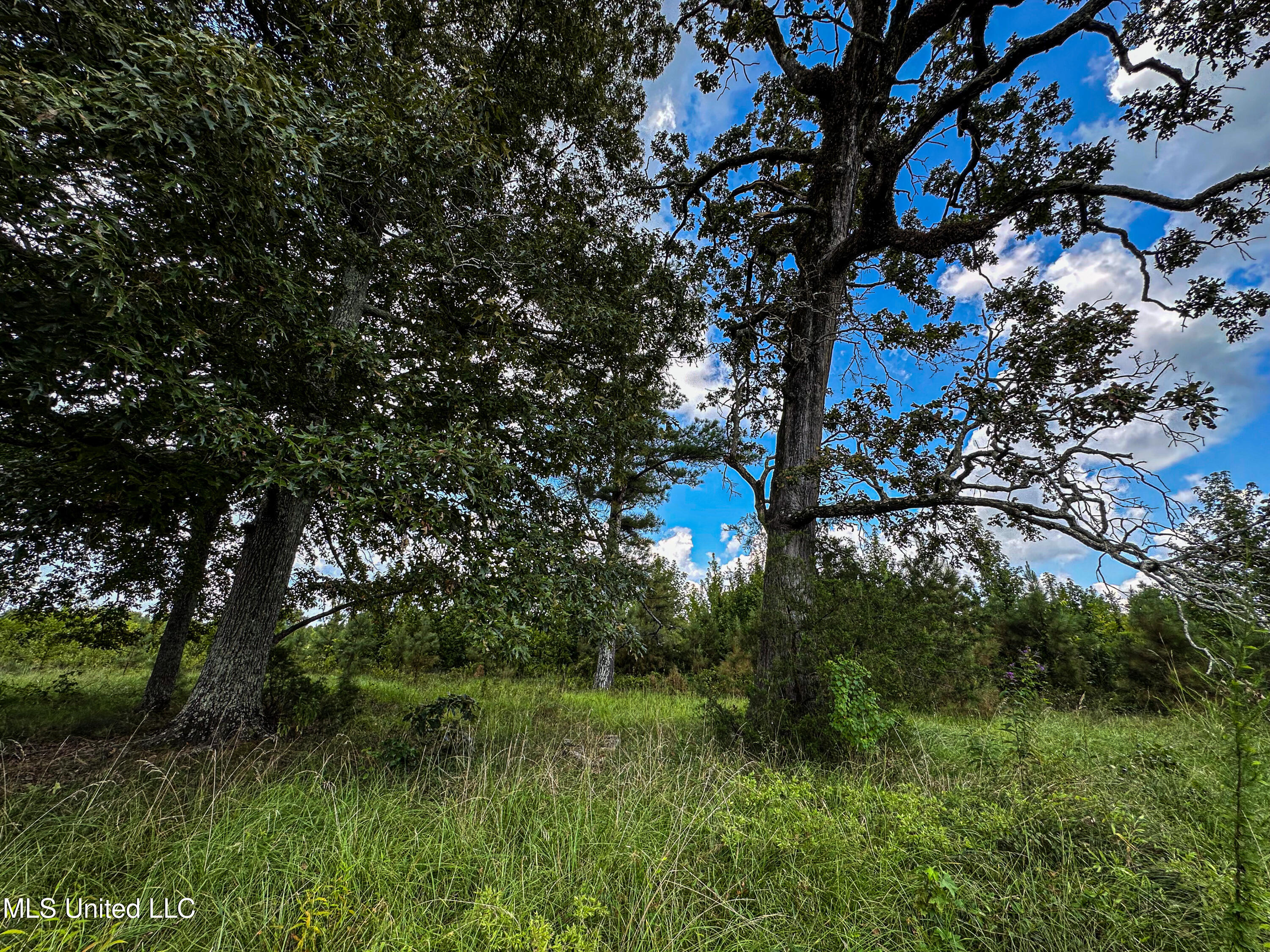 1 Hwy 46 West Point Cedarbluff, MS 39741 - Photo 21 of 35 IMG_5618