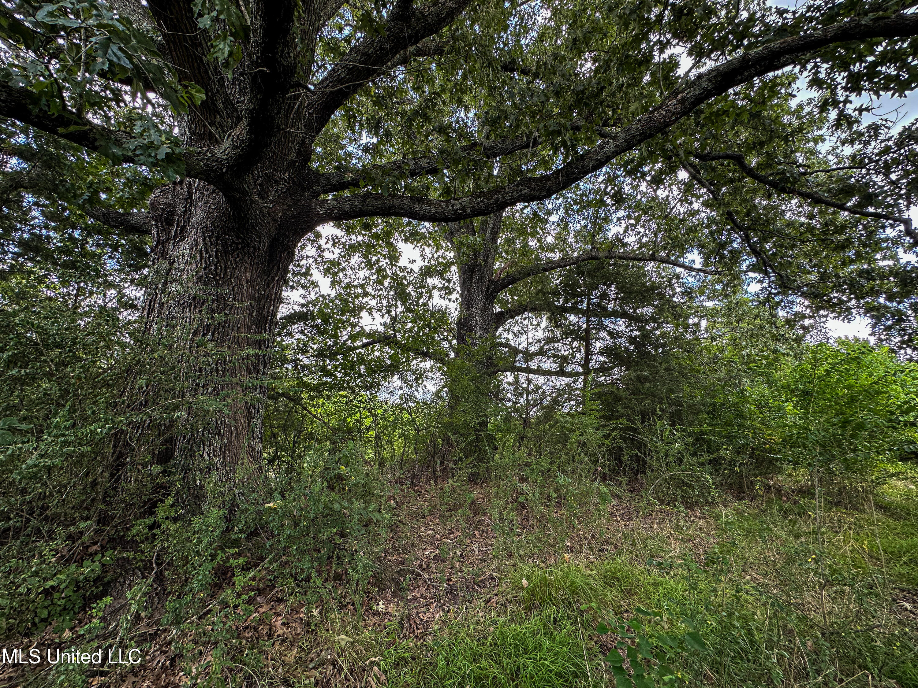 1 Hwy 46 West Point Cedarbluff, MS 39741 - Photo 7 of 35 IMG_5613