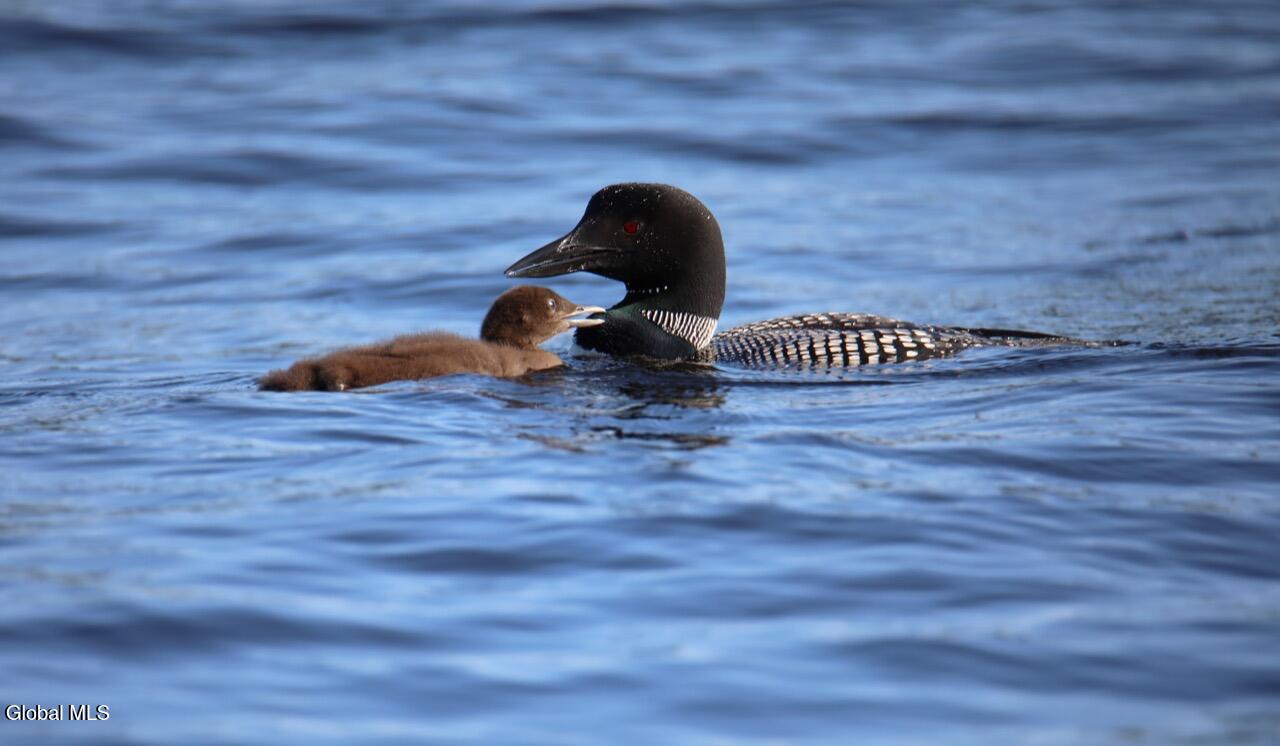 81 Clarkson Road Chester, NY 12817 - Photo 32 of 32 IMG_0987