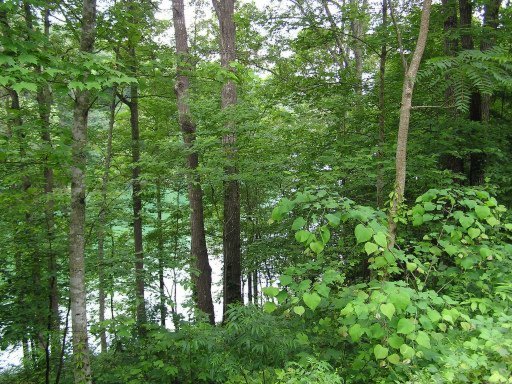 Lot 51 Cove Pointe Road La Follette, TN 37766 - Photo 14 of 18 Additional Photo
