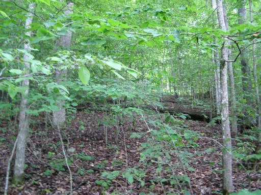 Lot 51 Cove Pointe Road La Follette, TN 37766 - Photo 6 of 18 Additional Photo