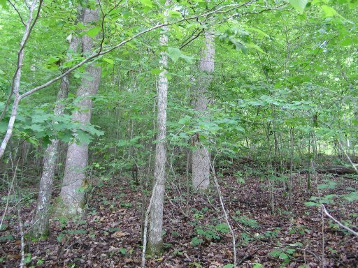 Lot 51 Cove Pointe Road La Follette, TN 37766 - Photo 7 of 18 Additional Photo