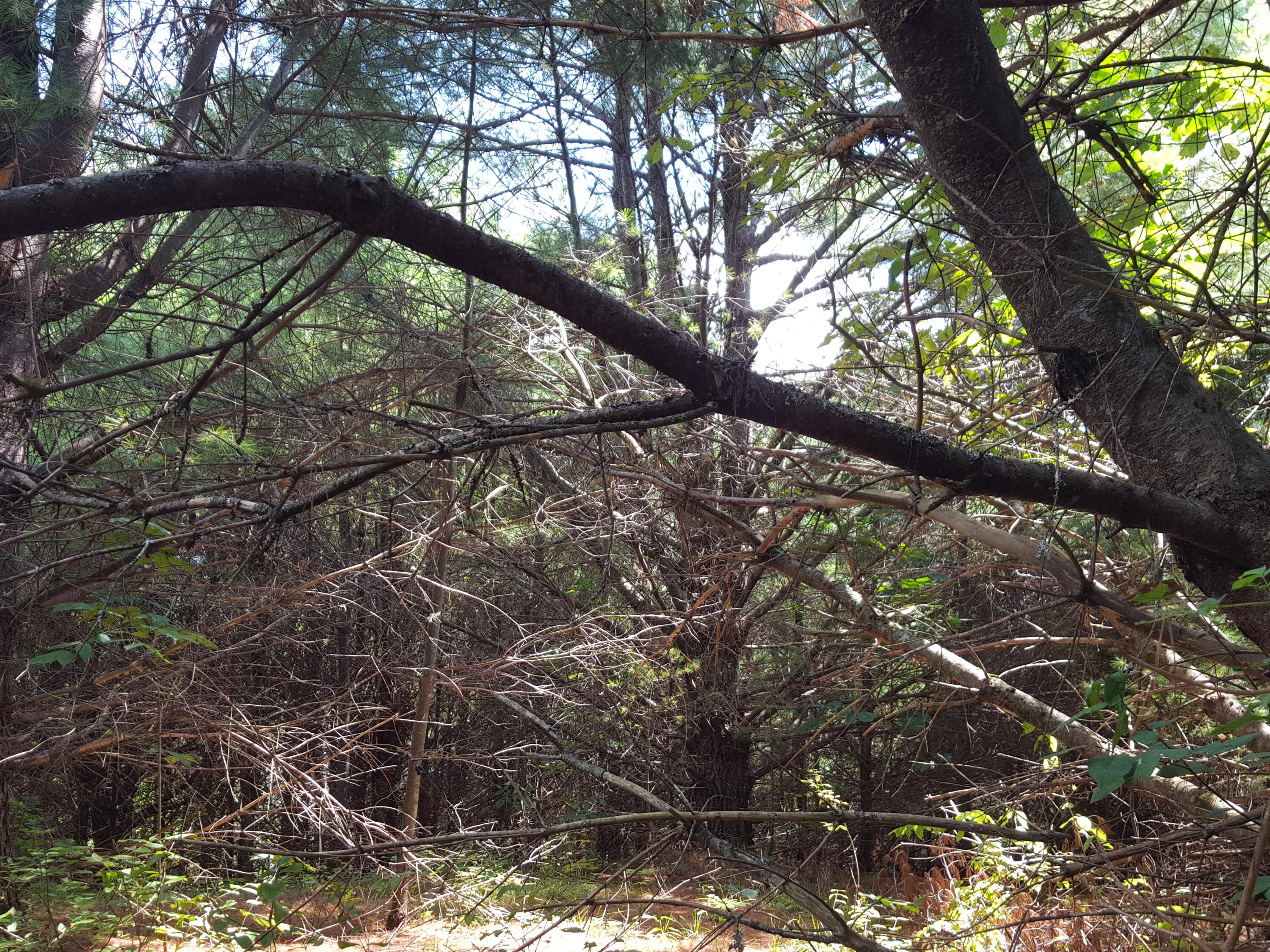 Lot#12 Harrison Road Naples, ME 04055 - Photo 7 of 13 20240807_122332