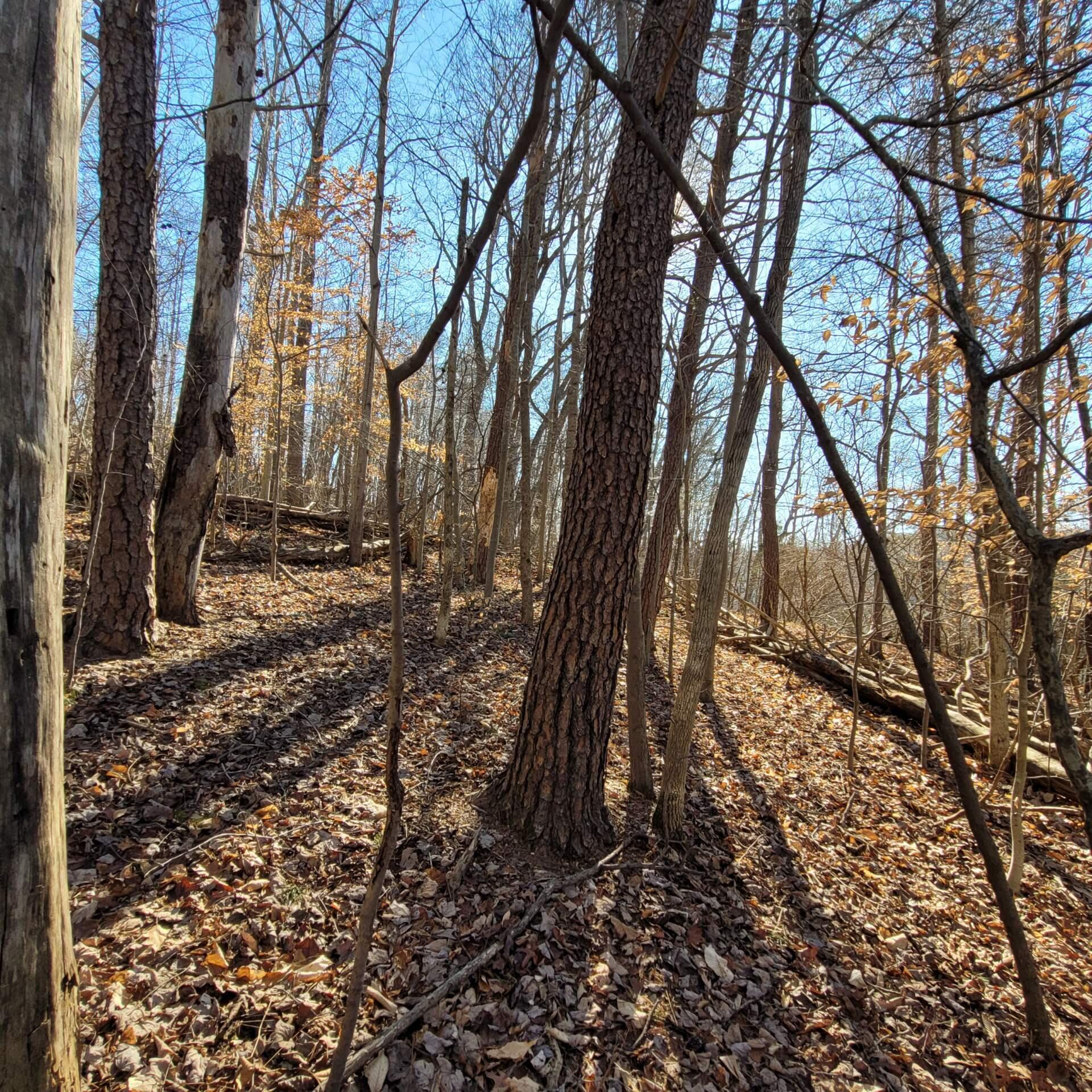 Lot 27 Water Edge Pointe Point Goodview, VA 24095 - Photo 9 of 23 a backyard of a house with lots of green space