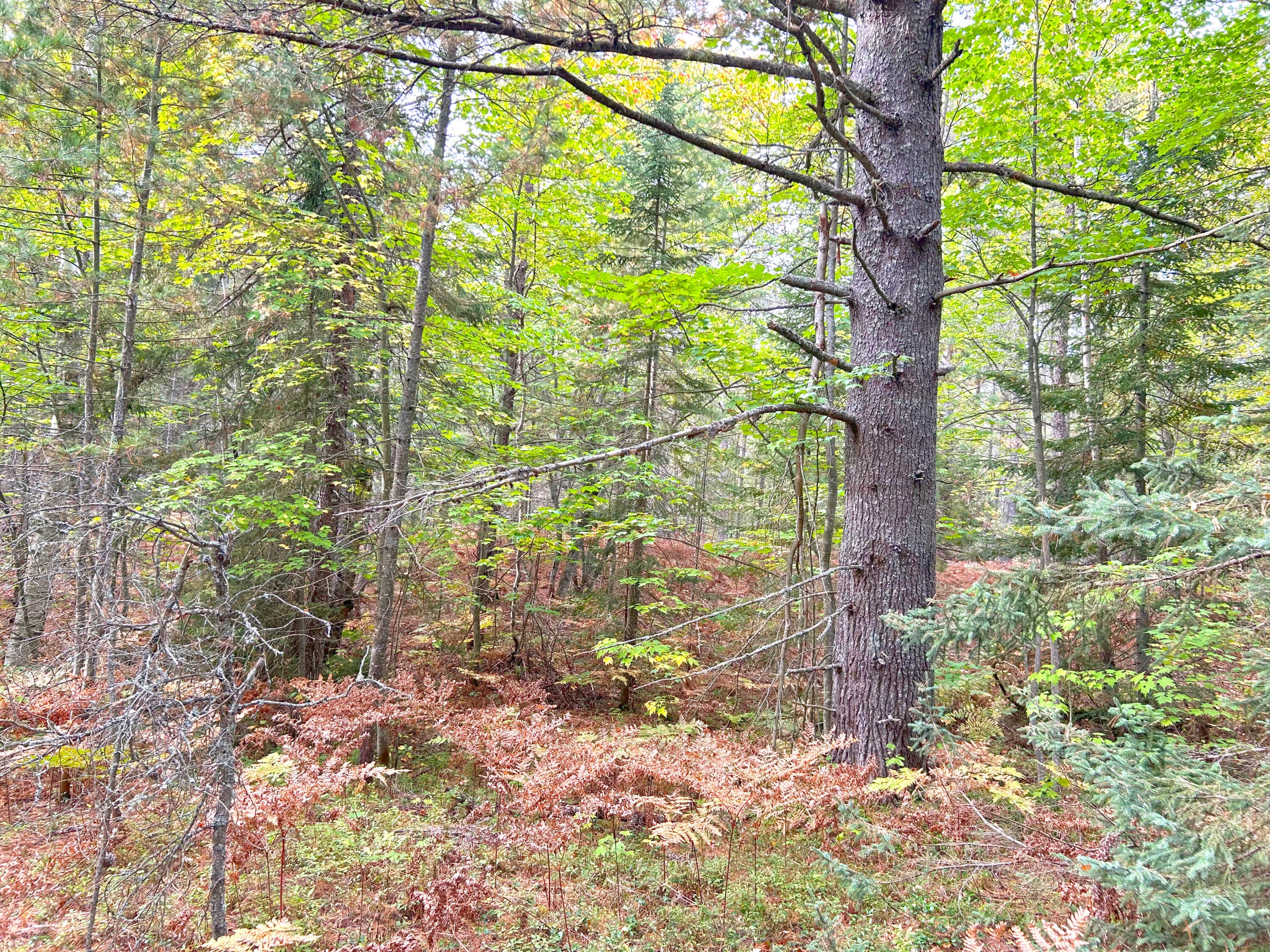 14659 North Whitefish Point Road Paradise, MI 49768 - Photo 9 of 14 Gallery Image 9