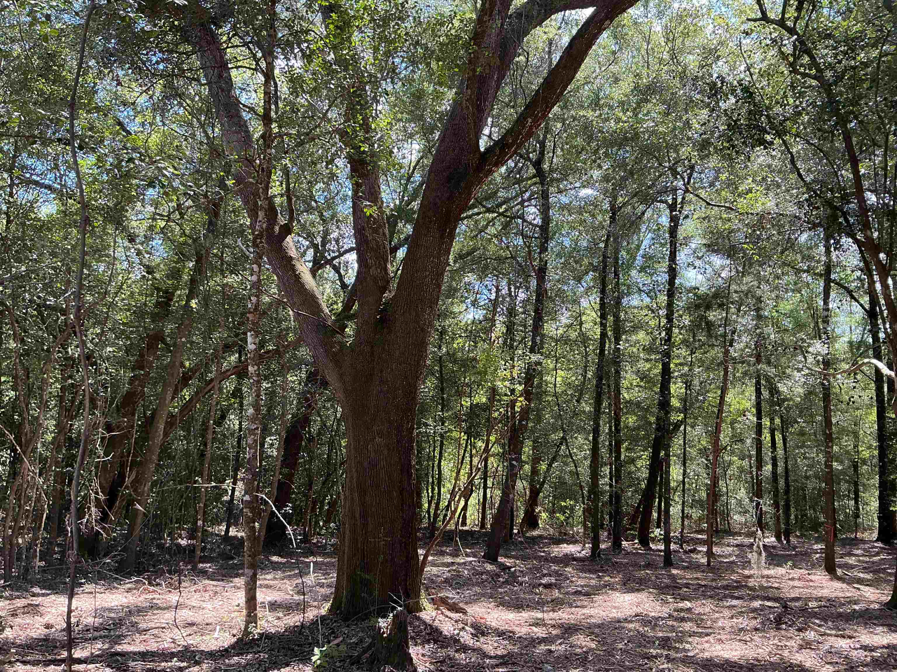 35 Falco Road Andalusia, AL 36420 - Photo 1 of 21 Gallery Image 1