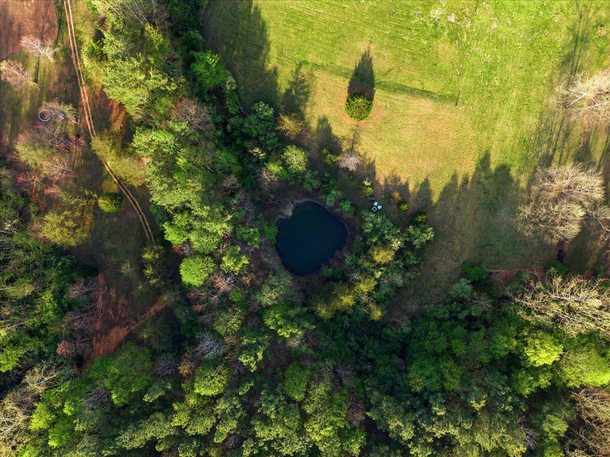 15240 Sheads Mountain Road Rixeyville, VA 22737 - Photo 61 of 70 Private fish pond nestled in lush greenery.