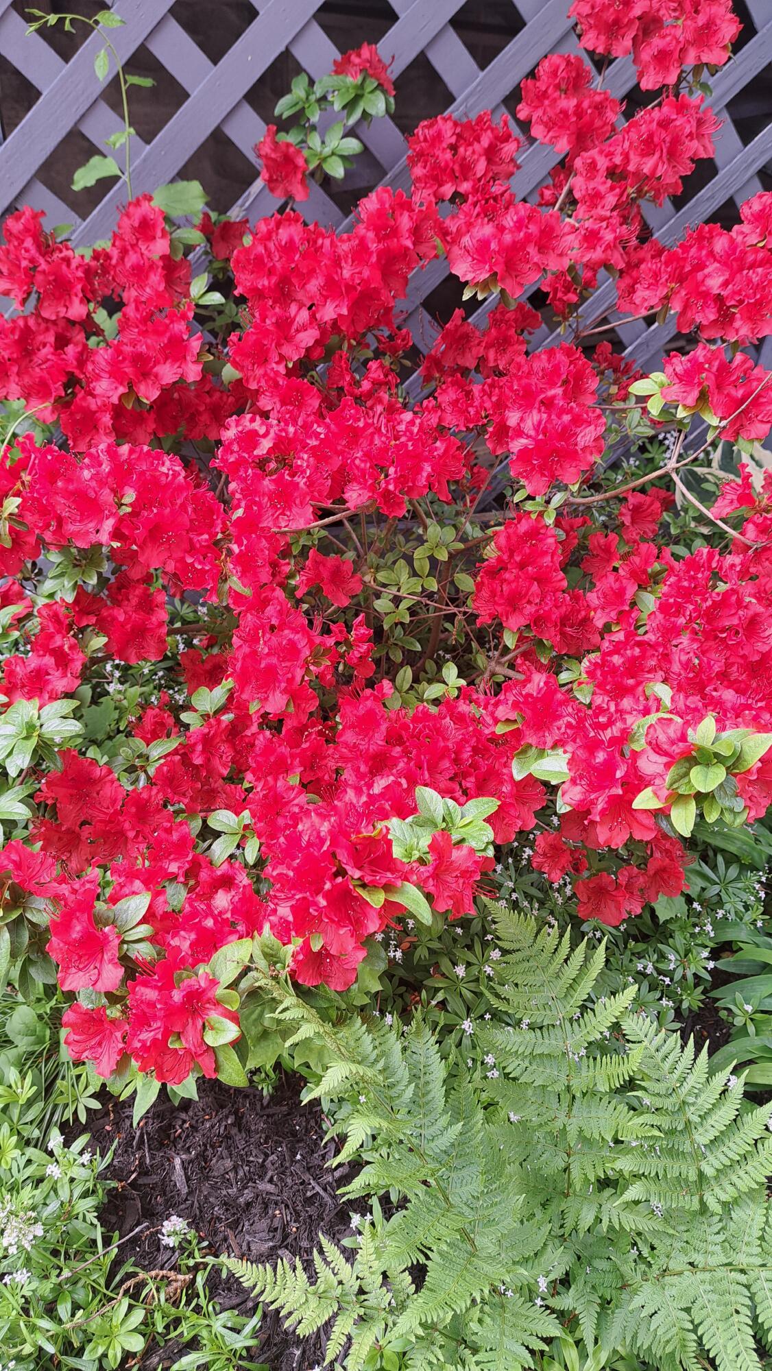105 Mitchell Road South Portland, ME 04106 - Photo 42 of 45 azalea-page-001