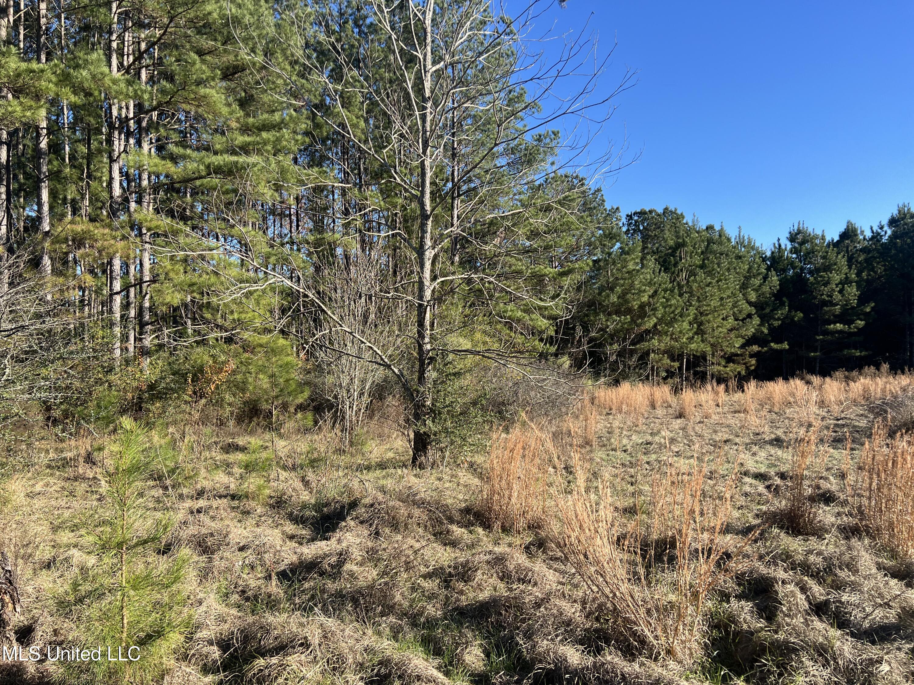 45 Springhill Church Road Shubuta, MS 39360 - Photo 12 of 25 Photo Dec 15 2025, 2 45 50 PM