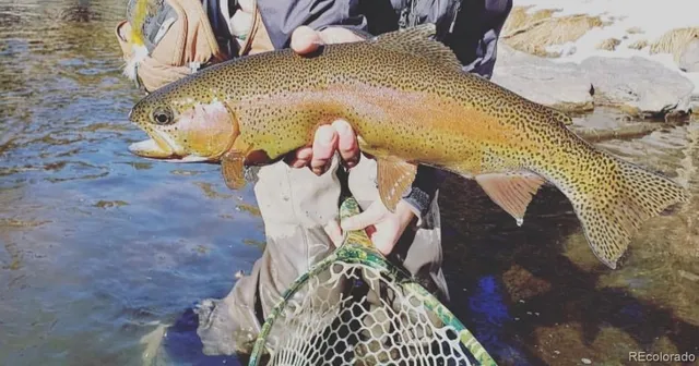 a close up of a tree in a yard