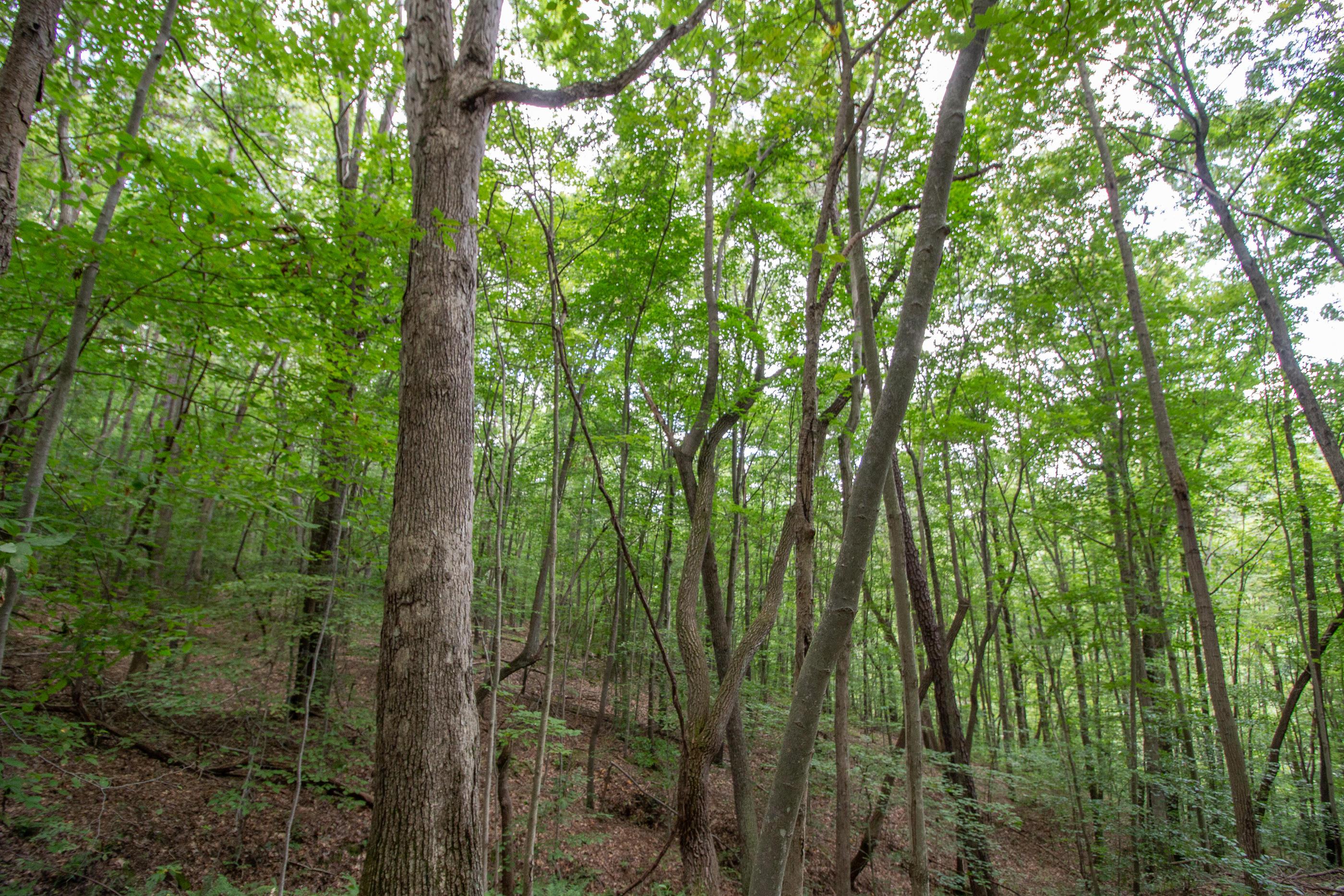 0 Spencer Road Ray, OH 45672 - Photo 12 of 24