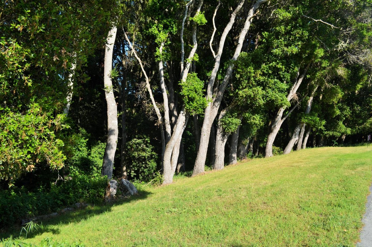 385 Tolak Road Aptos, CA 95003 - Photo 74 of 82 a view of outdoor space with trees