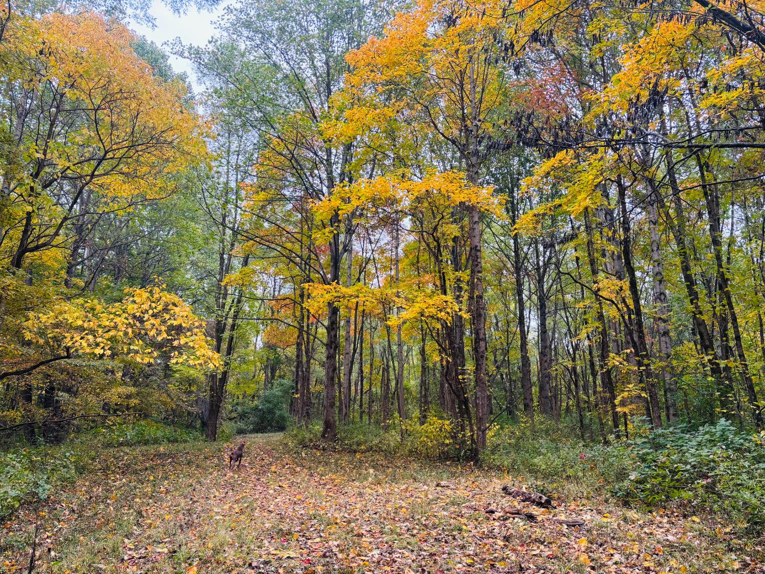 111 West Everton Road Connersville, IN 47331 - Photo 57 of 76