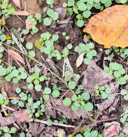 $545,000 | 111 West Everton Road, Connersville, IN 47331