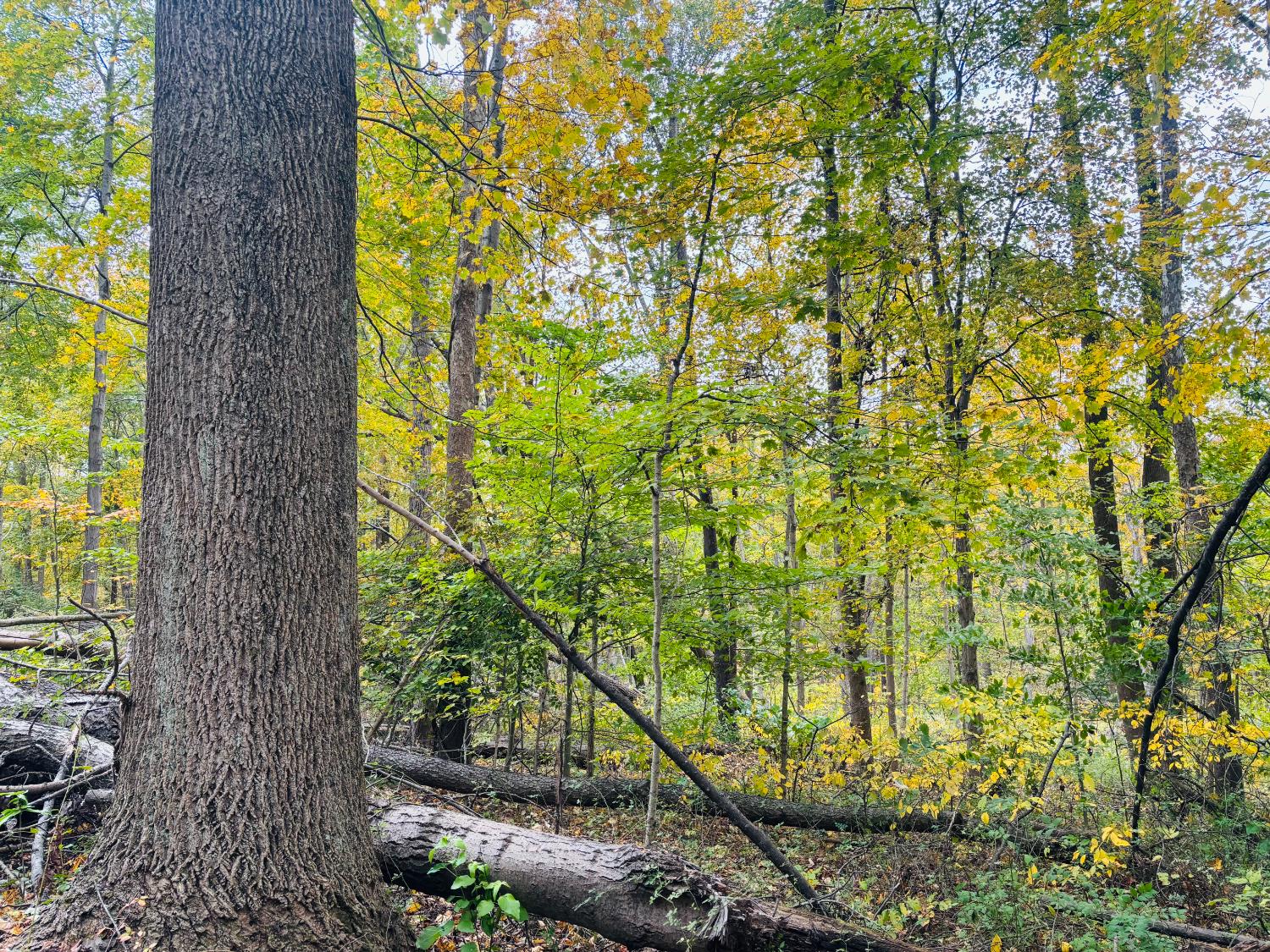 111 West Everton Road Connersville, IN 47331 - Photo 61 of 76