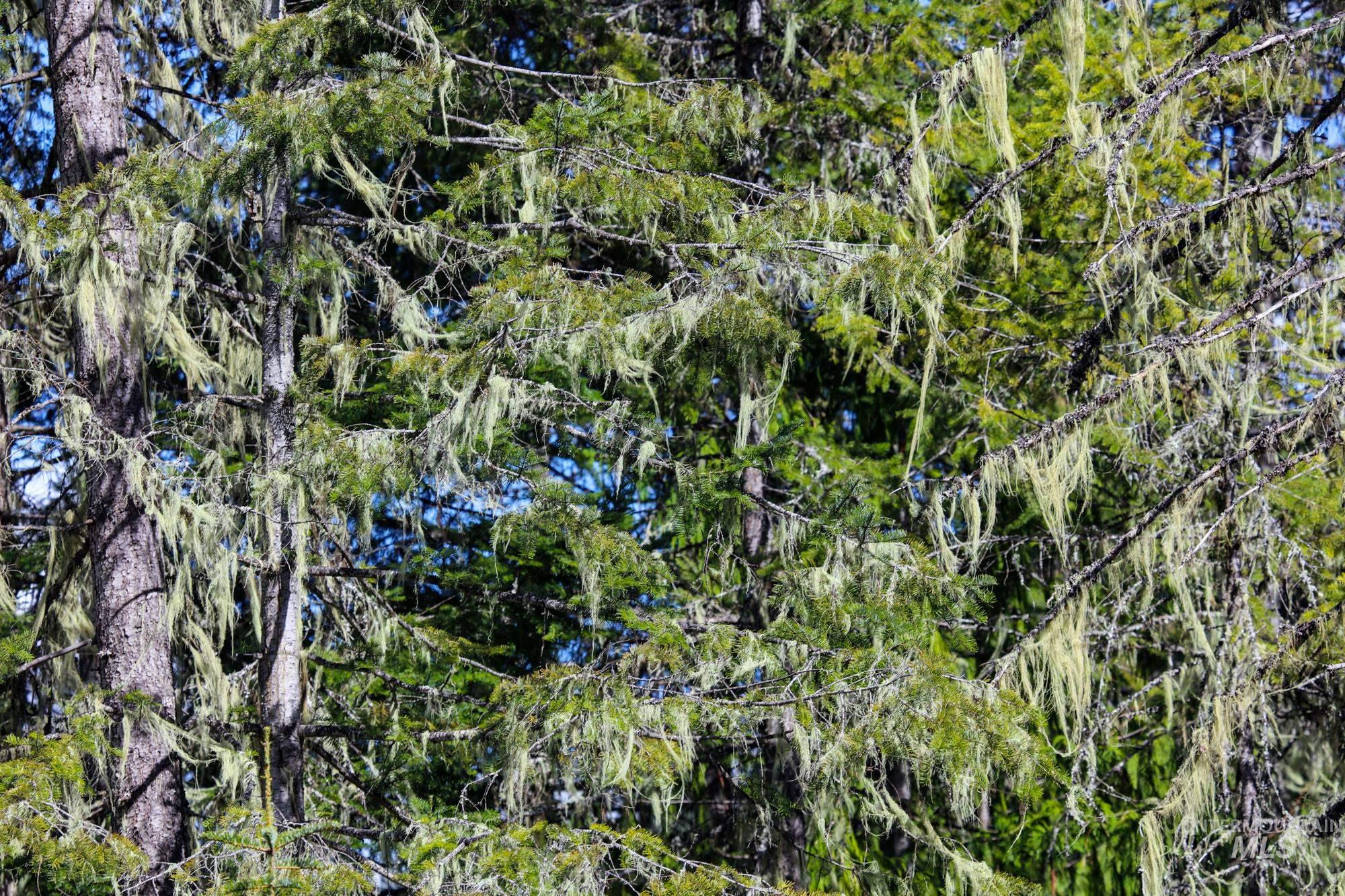 Tbd Glenwood Road Kamiah, ID 83536 - Photo 20 of 21