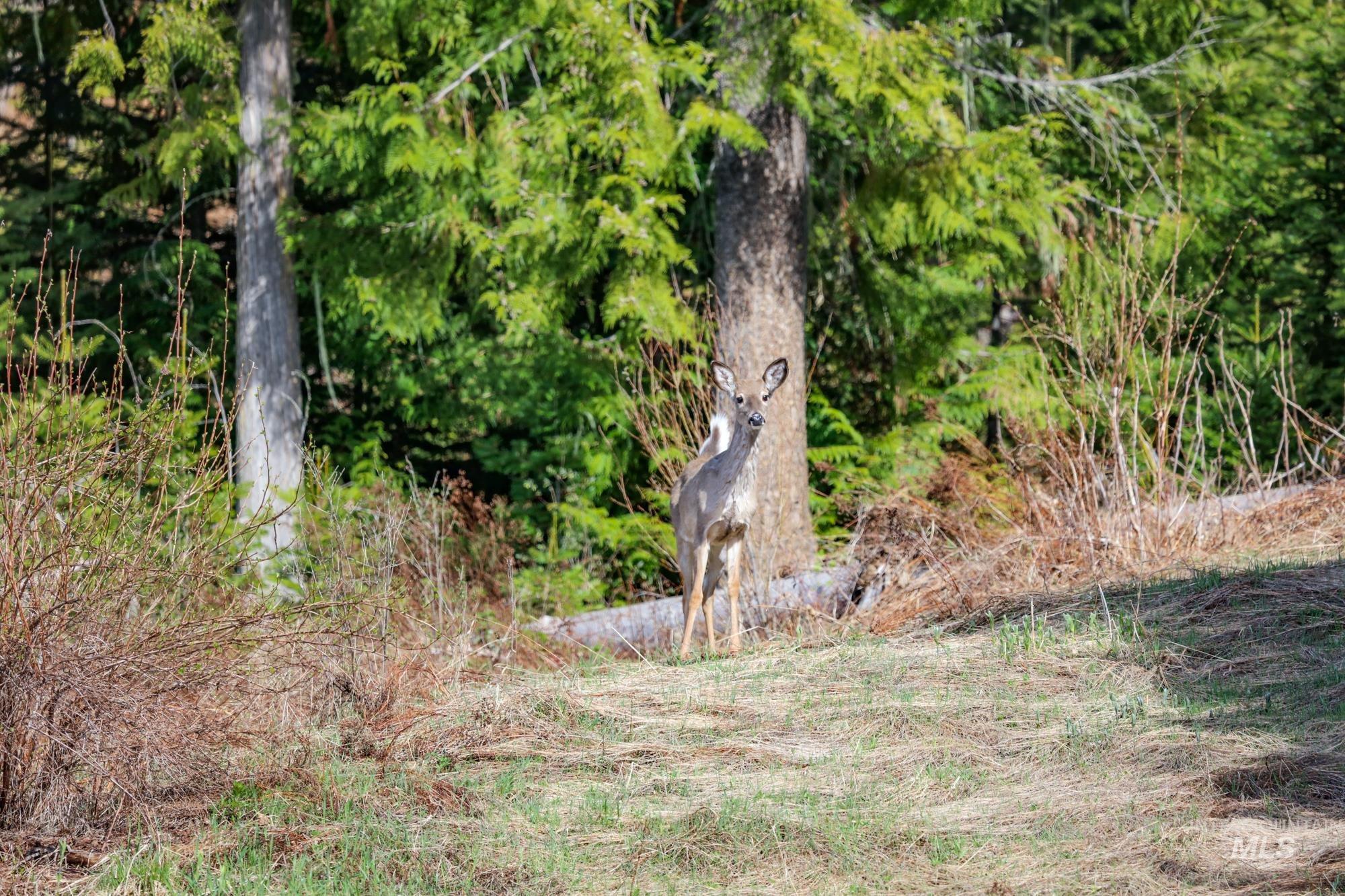Tbd Glenwood Road Kamiah, ID 83536 - Photo 2 of 21