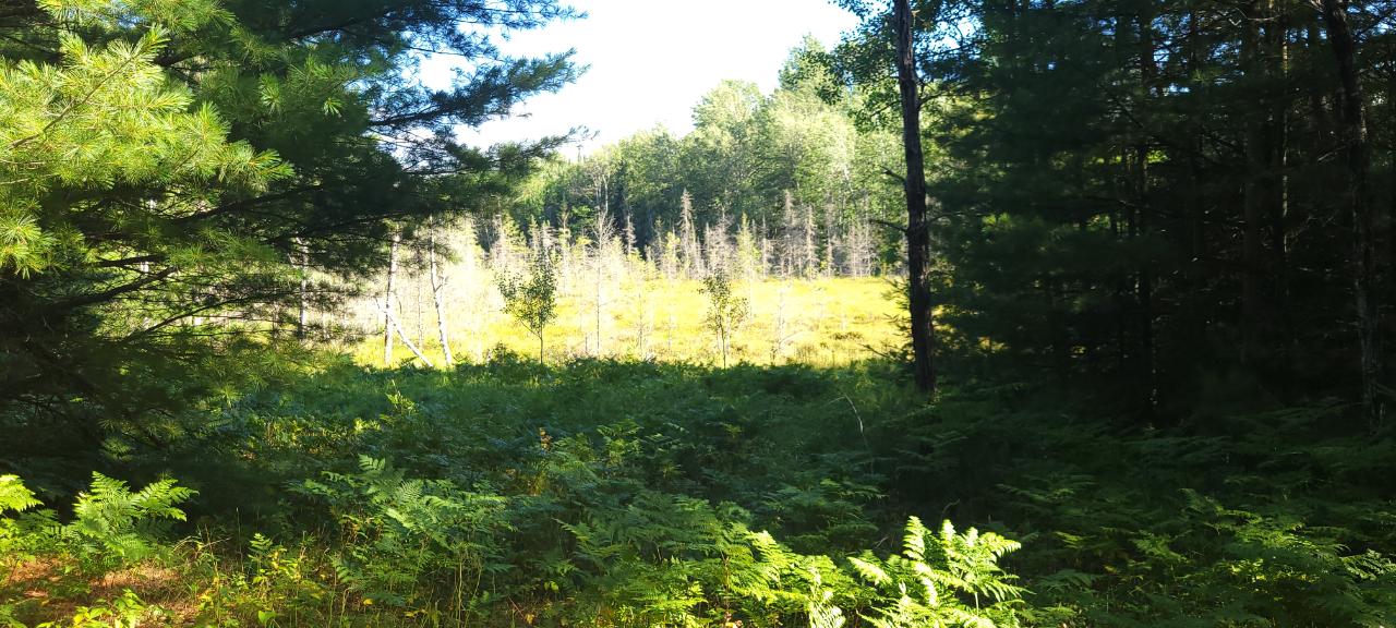 Lot 11 Shore Drive Rhinelander, WI 54501 - Photo 7 of 7 Gallery Image 7