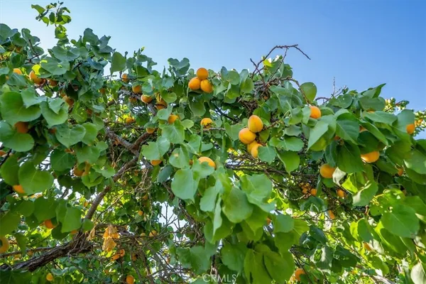 a view of a tree in a