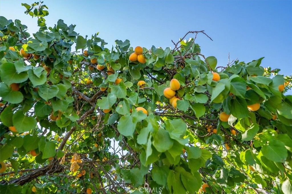 21999 Riverside Avenue Red Bluff, CA 96080 - Photo 37 of 46