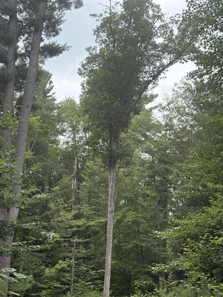5 5 Mile Road Howard City, MI 49329 - Photo 37 of 99 Gallery Image 37