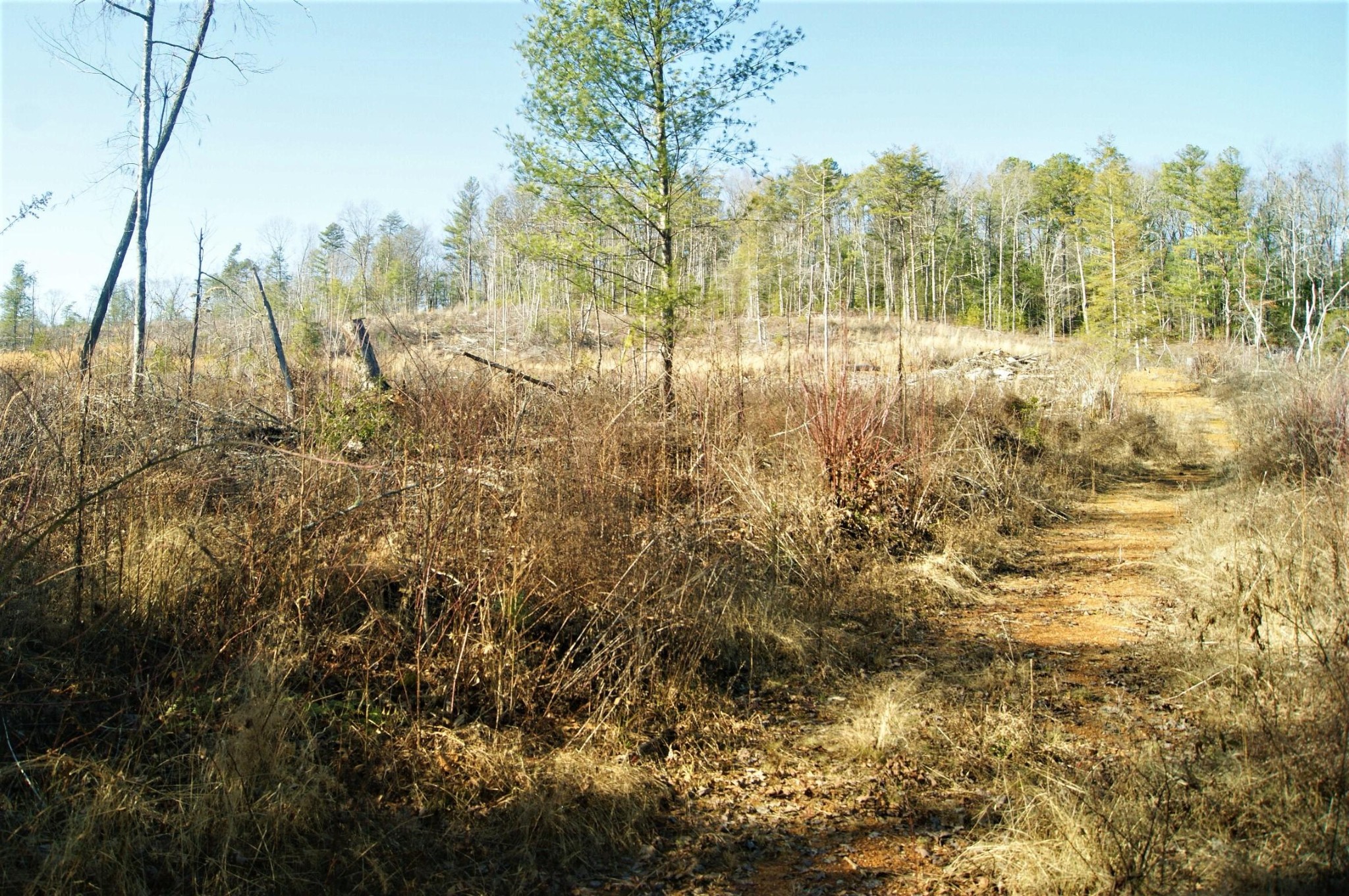 0 12 Acres Pond Ridge Road Tellico Plains, TN 37385 - Photo 12 of 24 Gallery Image 12