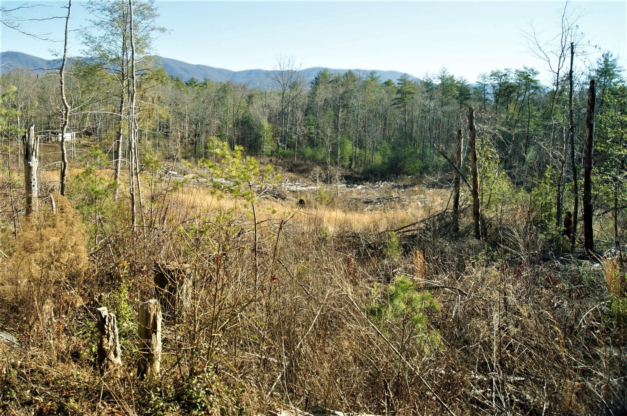 0 12 Acres Pond Ridge Road Tellico Plains, TN 37385 - Photo 3 of 24 Gallery Image 3