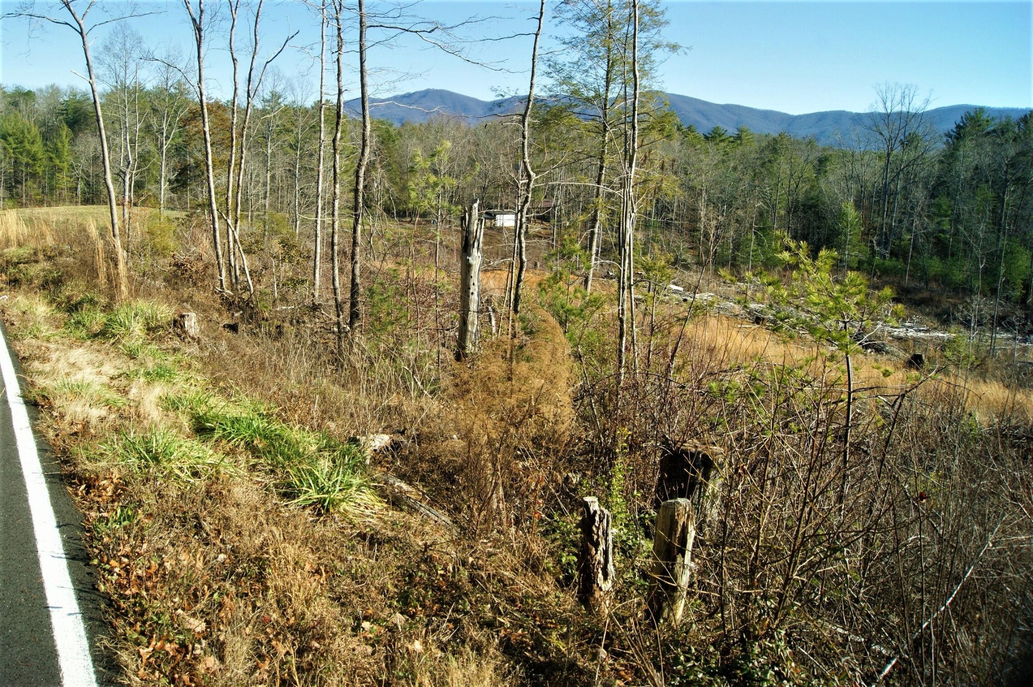 0 12 Acres Pond Ridge Road Tellico Plains, TN 37385 - Photo 4 of 24 Gallery Image 4