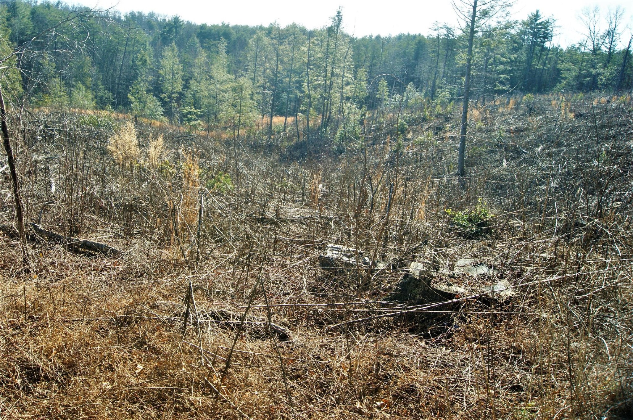 0 12 Acres Pond Ridge Road Tellico Plains, TN 37385 - Photo 6 of 24 Gallery Image 6
