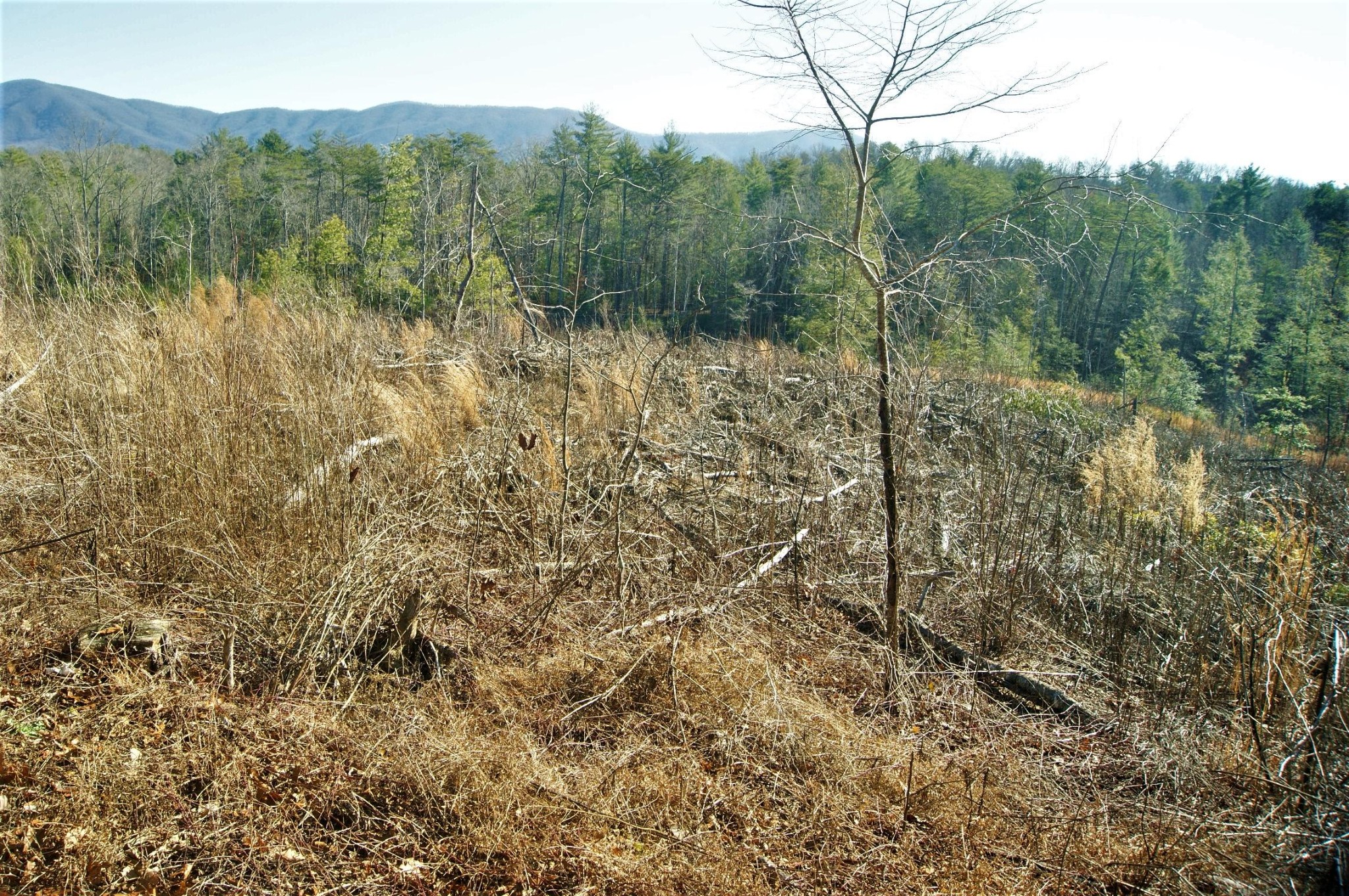 0 12 Acres Pond Ridge Road Tellico Plains, TN 37385 - Photo 7 of 24 Gallery Image 7