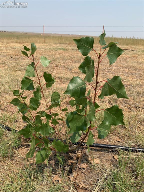 1331 County Road R Rush, CO 80833 - Photo 21 of 22