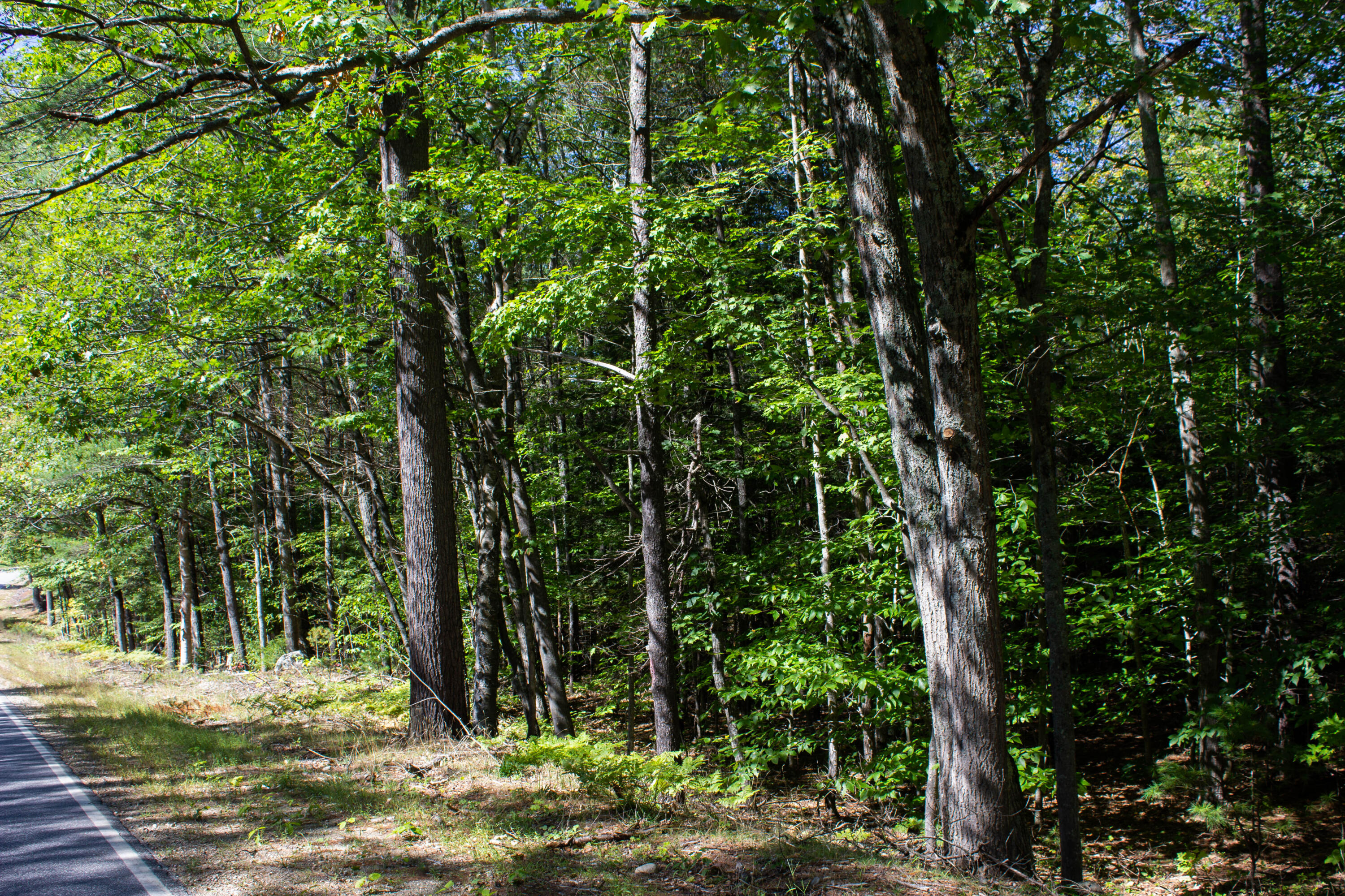 Lot 21 Canton Point Road Dixfield, ME 04224 - Photo 6 of 19 IMG_7903