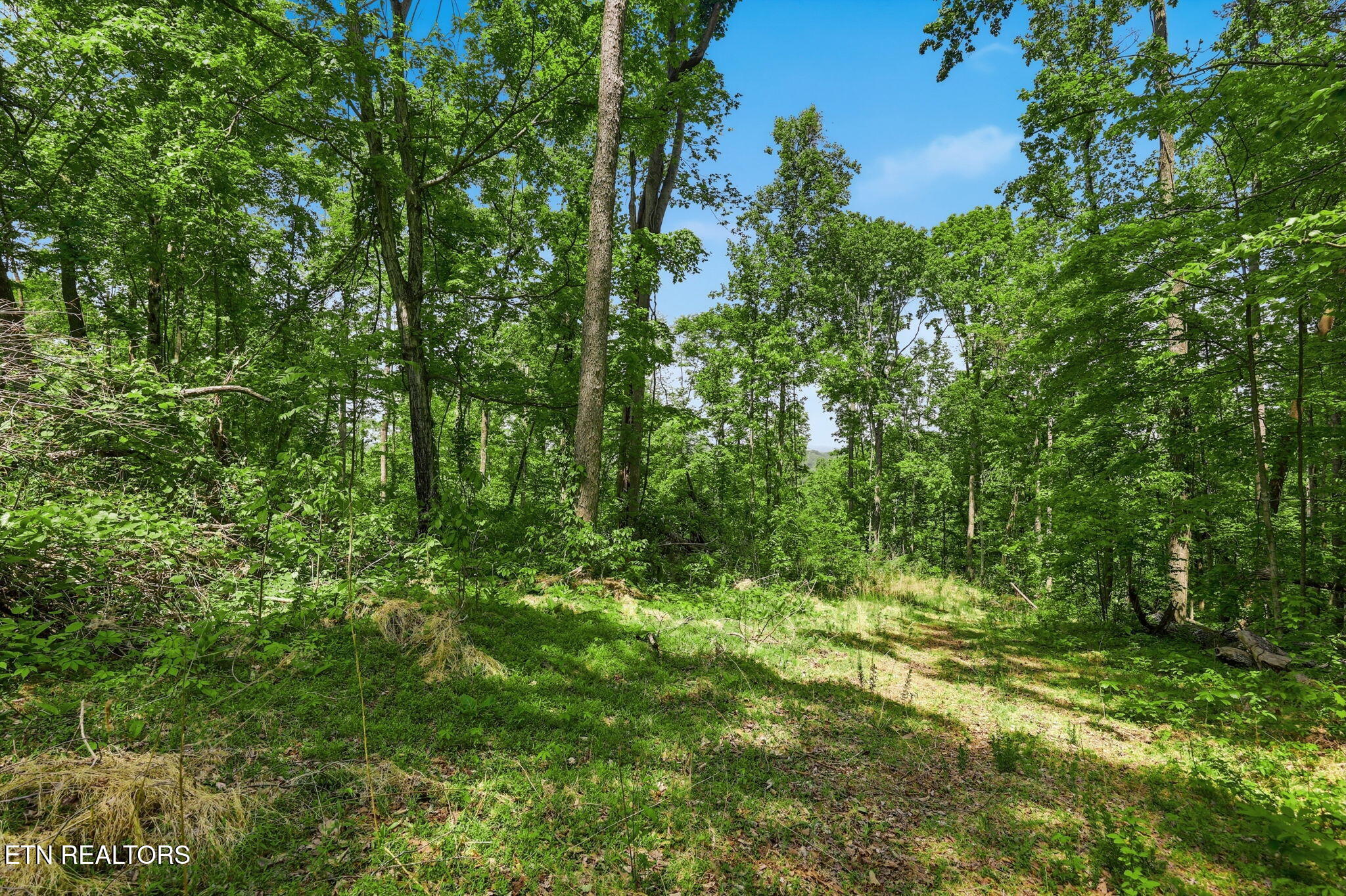 Cove Point Road La Follette, TN 37766 - Photo 29 of 39 29-web-or-mls-RS9_5934
