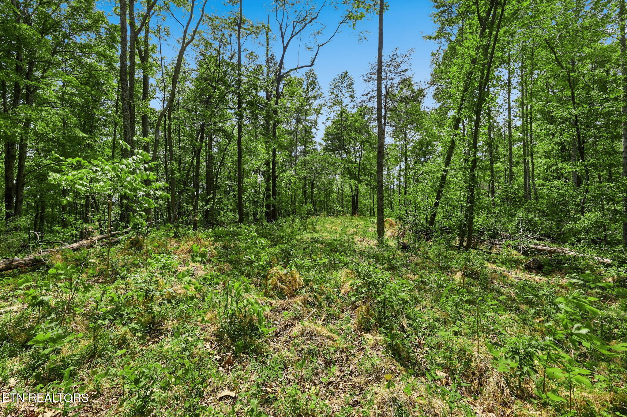 Cove Point Road La Follette, TN 37766 - Photo 33 of 39 33-web-or-mls-RS9_5949
