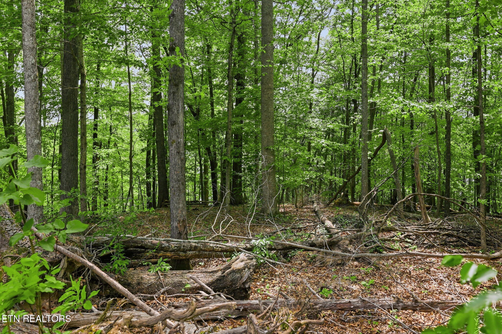 Cove Point Road La Follette, TN 37766 - Photo 36 of 39 36-web-or-mls-RS9_5958