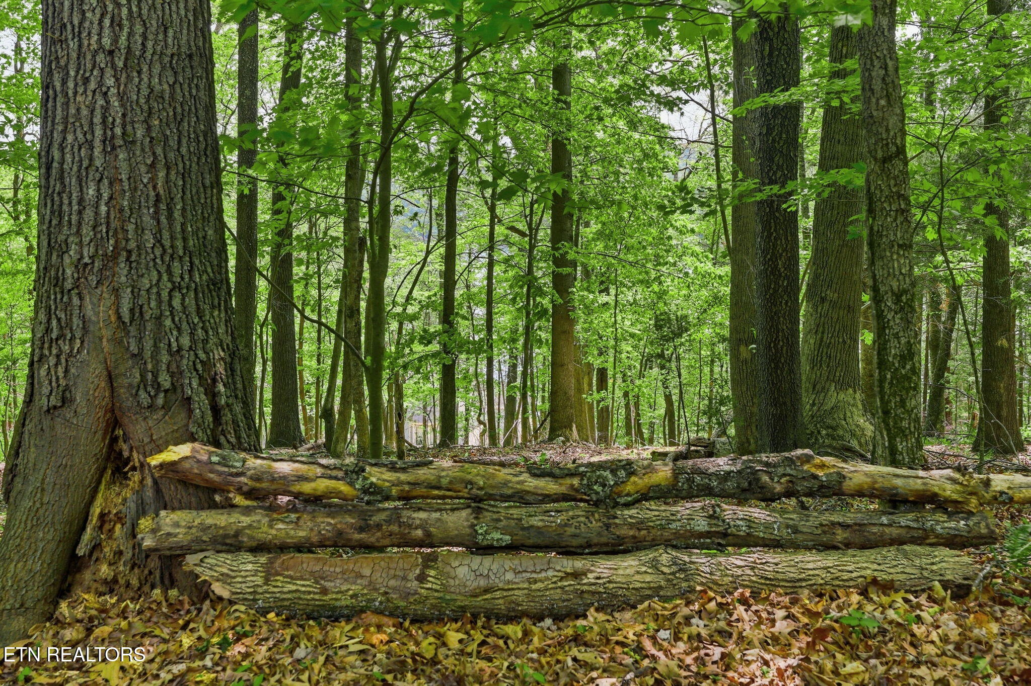 Cove Point Road La Follette, TN 37766 - Photo 37 of 39 37-web-or-mls-RS9_5961