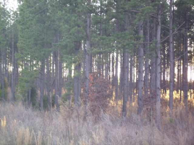 38.05 Acres Chapman Road Honea Path, SC 29654 - Photo 3 of 3