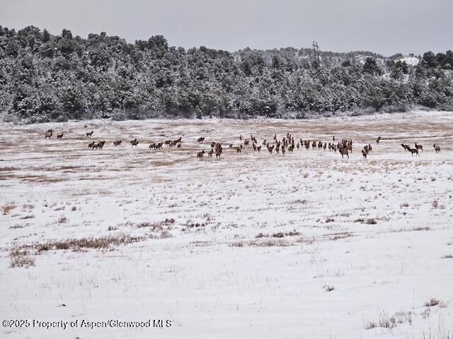 857 Indian Rock Road Silt, CO 81652 - Photo 69 of 69 Elk