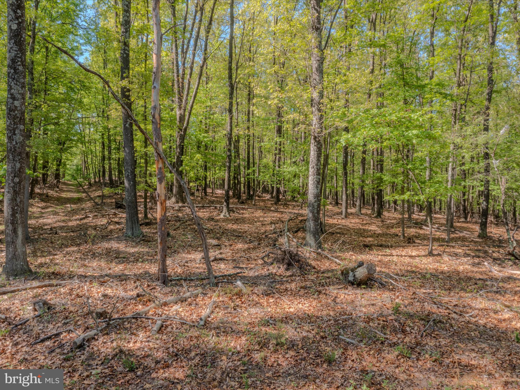 Mauzy Road Berkeley Springs, WV 25411 - Photo 6 of 43 Gallery Image 6