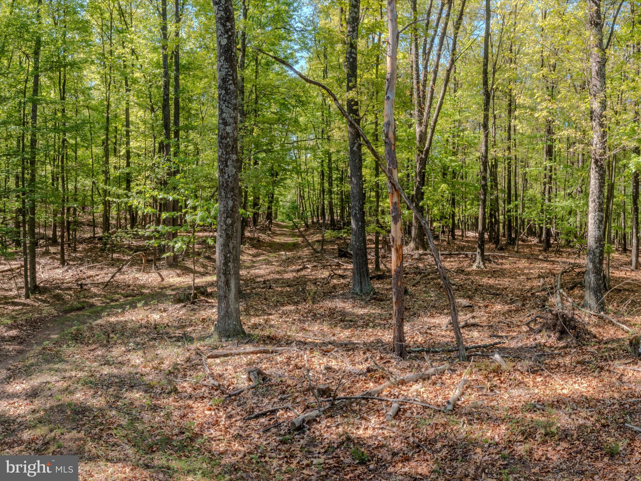 Mauzy Road Berkeley Springs, WV 25411 - Photo 7 of 43 Gallery Image 7
