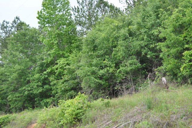 590 RG Starley Road McIntyre, GA 31054 - Photo 11 of 22 Additional Photo