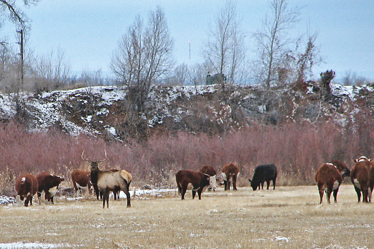 66371 Riverside Road Montrose, CO 81403 - Photo 17 of 36 riverbottom elk 3