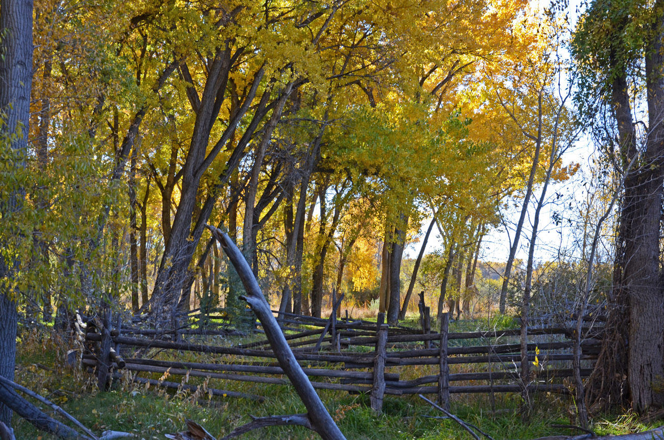 66371 Riverside Road Montrose, CO 81403 - Photo 5 of 36 DSC_3717_929