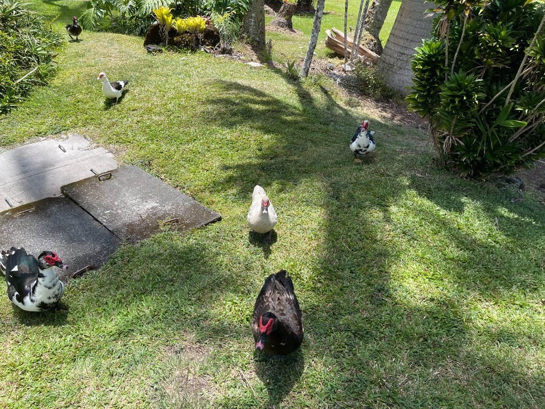 101 Aupuni Street, Unit 119 Hilo, HI 96720 - Photo 21 of 23