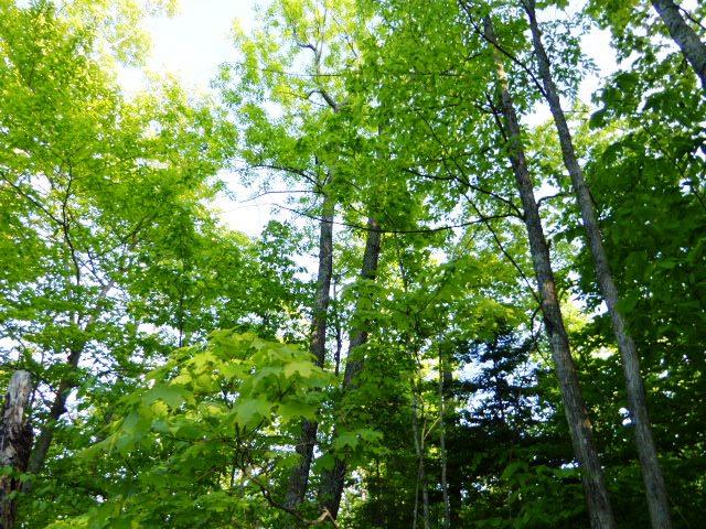 Off Deer Trail Ellison Bay, WI 54210 - Photo 1 of 14