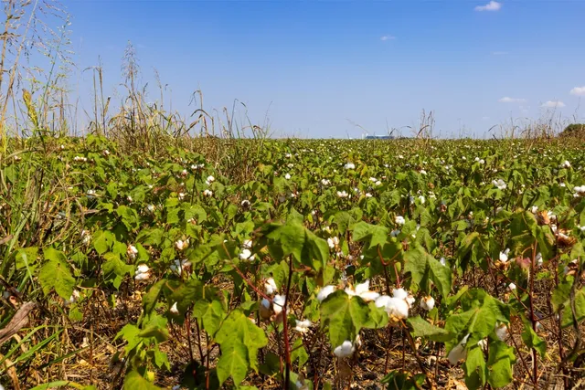 a view of a bunch of trees